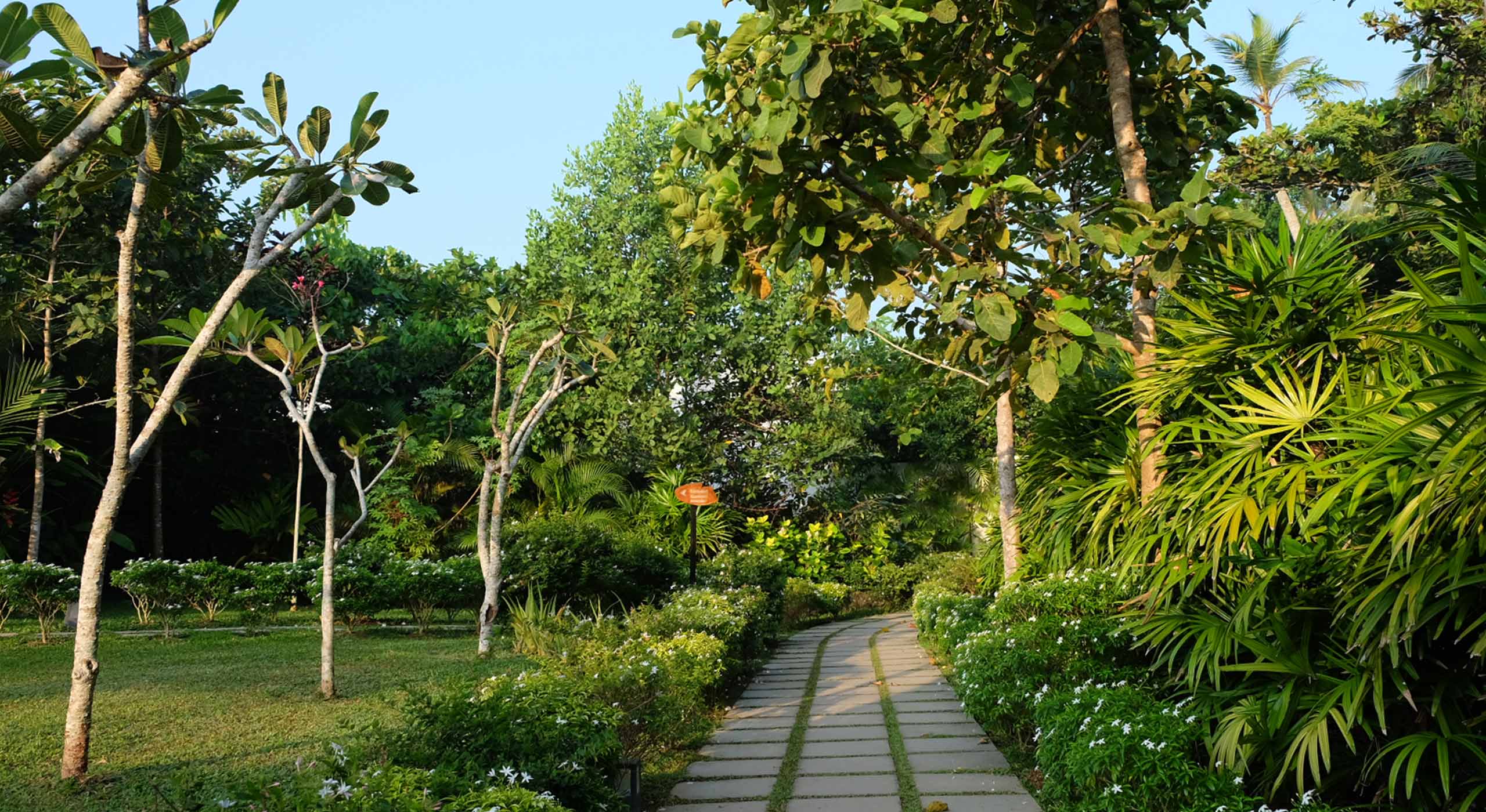 abundance of trees with paved stone walking path