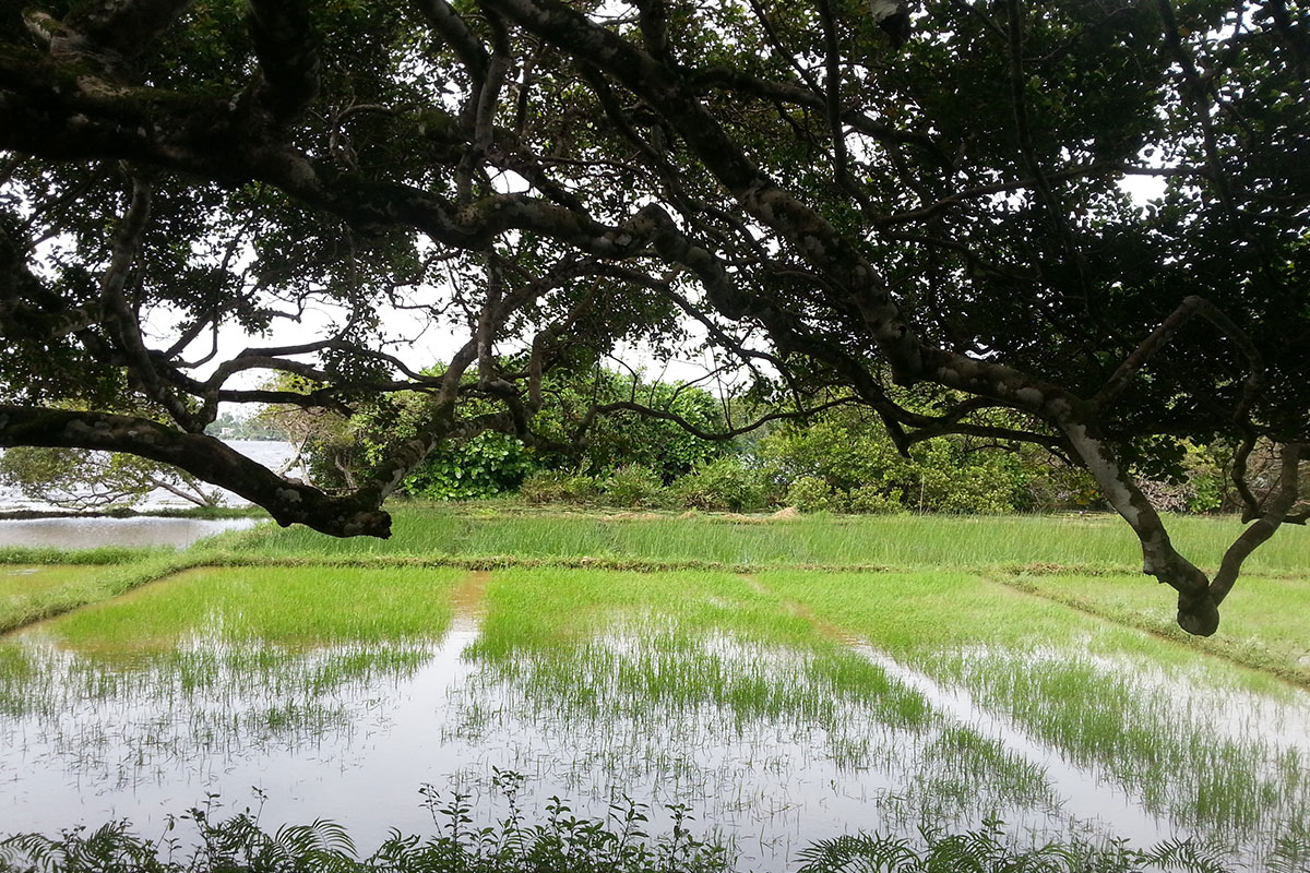 Lunuganga Estate