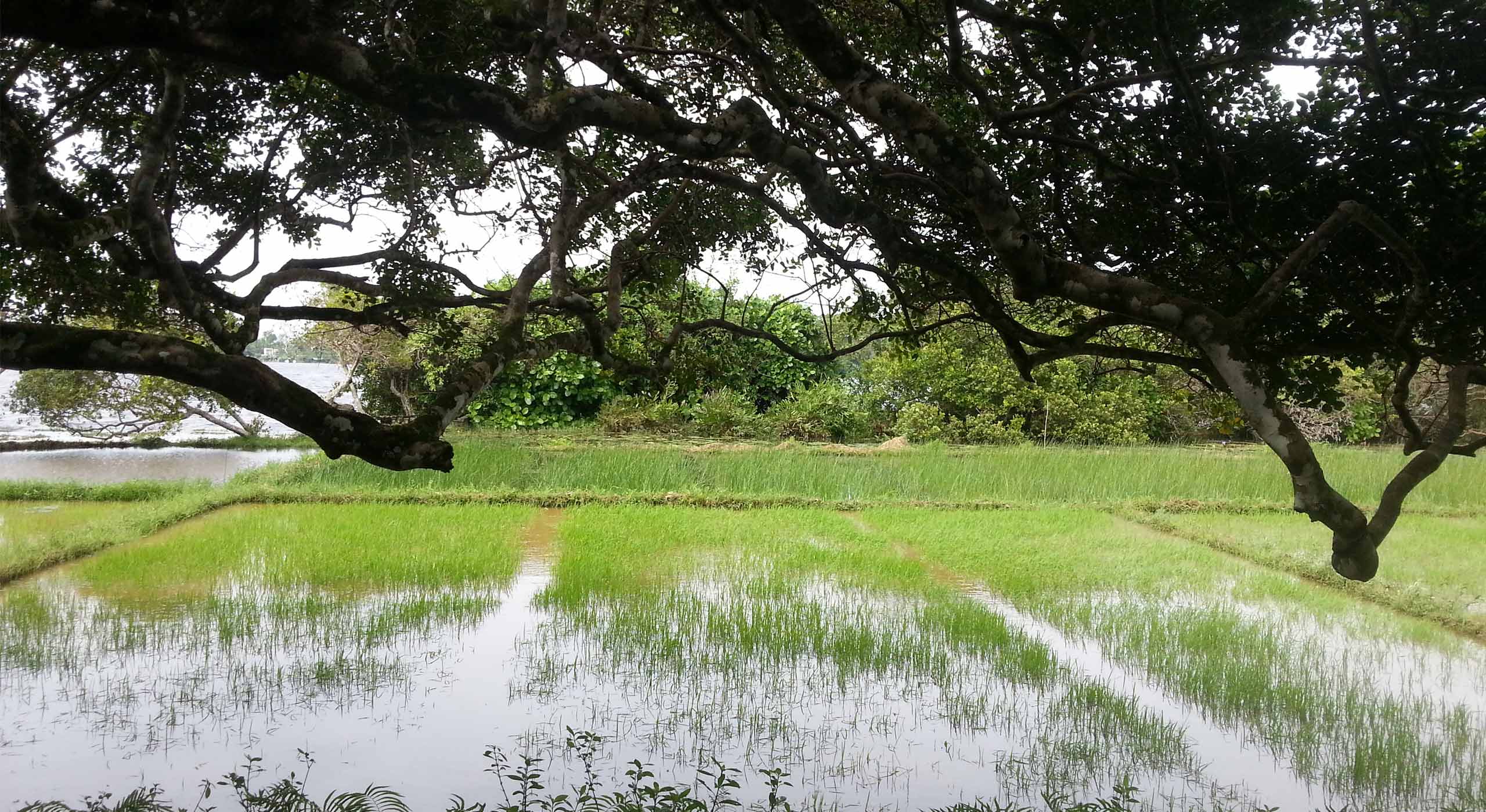 Beautiful green paddy feilds