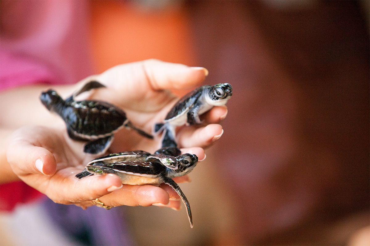 Kosgoda Turtle Hatchery