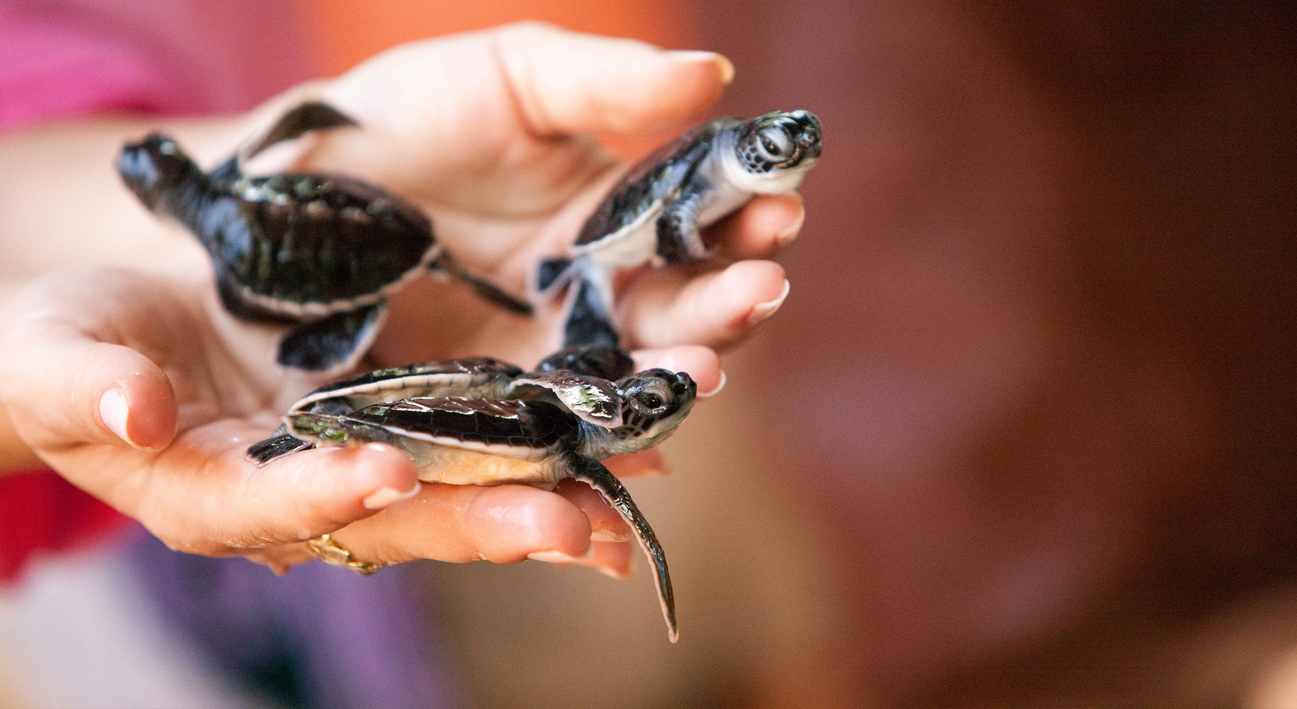 Three Baby Turtles