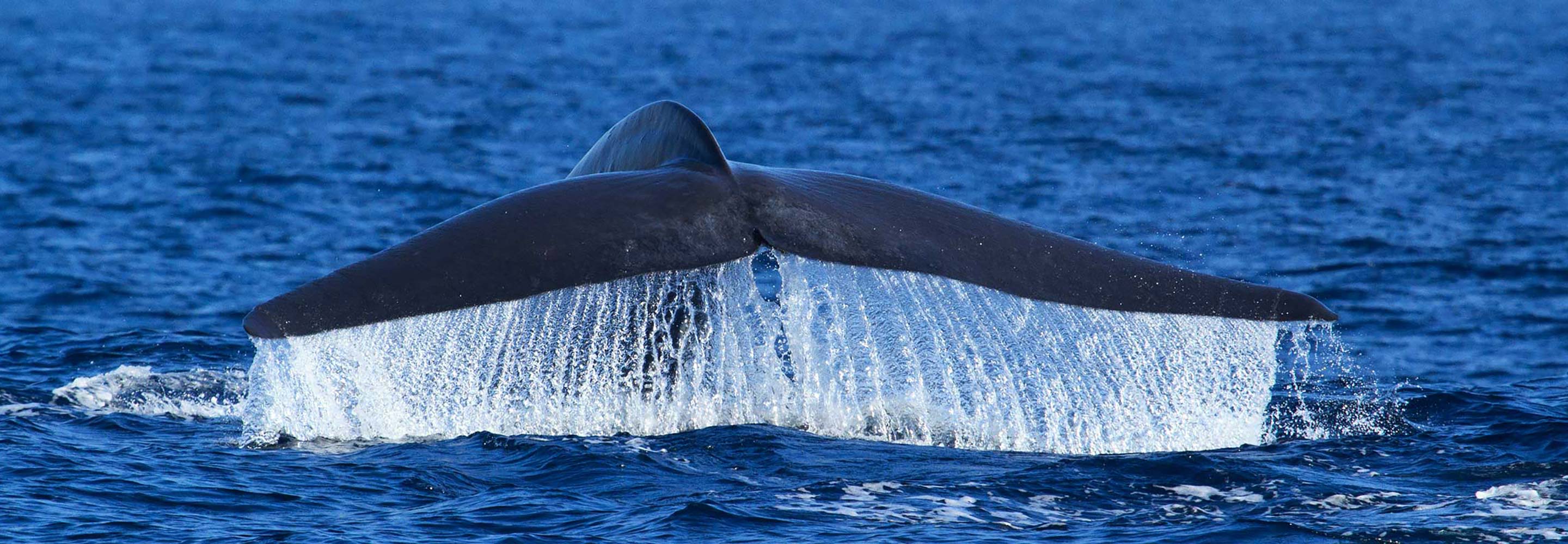 Whale watching in Mirissa