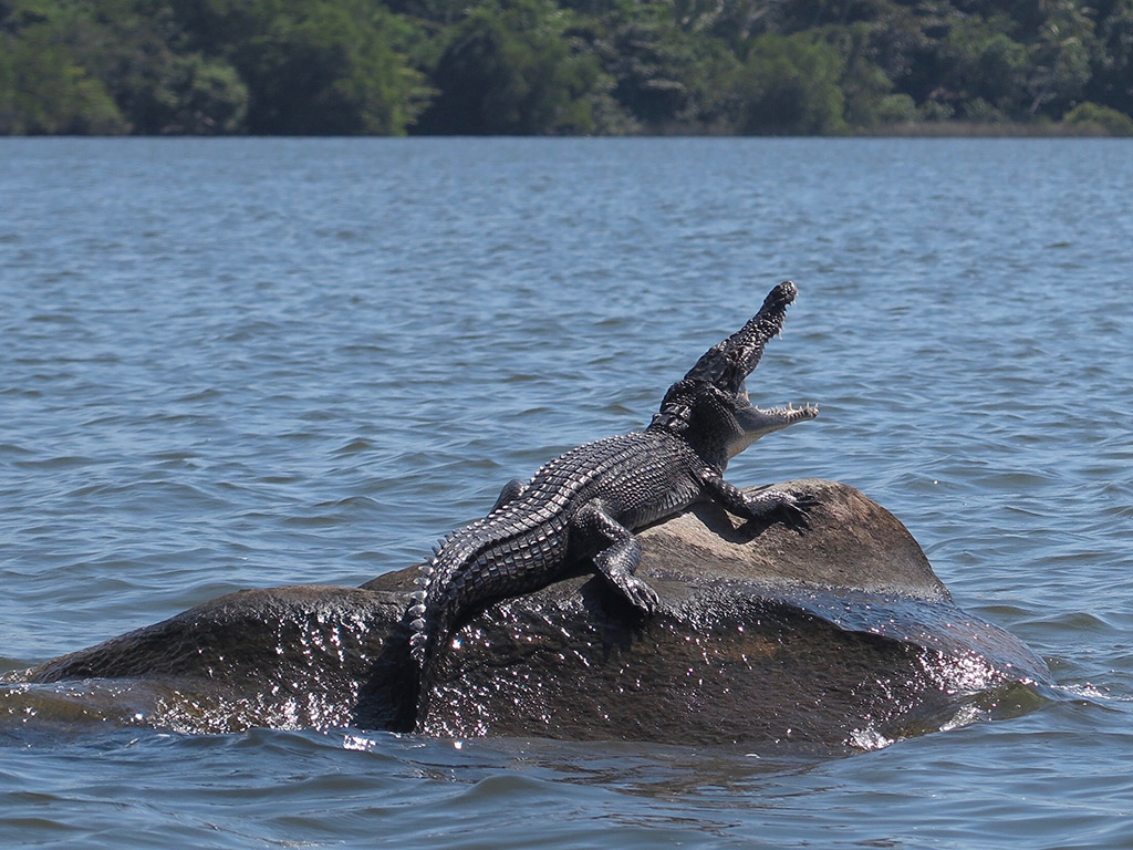 The wildlife at Calamansi Cove Villas