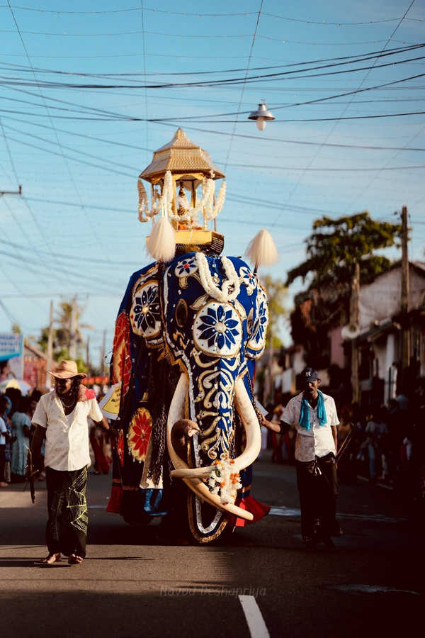 Decorated elephant walking in the Balapitiya Perahera, a cultural festival on Sri Lanka’s south coast Elefante decorado caminando en el Perahera de Balapitiya, festival cultural en la costa sur de Sri Lanka